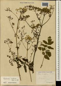 Pastinaca sativa subsp. urens (Req. ex Godr.) Celak., Crimea (KRYM) (Russia)