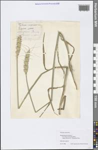 Triticum aestivum L., Eastern Europe, Central region (E4) (Russia)