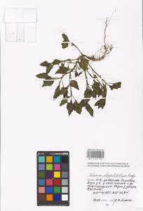 Solanum physalifolium Rusby, Eastern Europe, Moscow region (E4a) (Russia)
