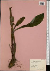 Inula helenium L., Eastern Europe, Central region (E4) (Russia)