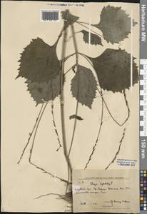 Phryma leptostachya L., Siberia, Russian Far East (S6) (Russia)