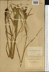 Carex atherodes Spreng., Eastern Europe, North-Western region (E2) (Russia)