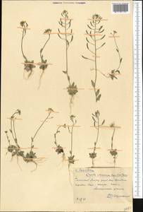 Draba stenocarpa Hook. fil. & Thomson, Middle Asia, Western Tian Shan & Karatau (M3) (Kazakhstan)