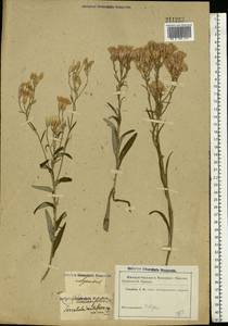 Jurinea multiflora (L.) B. Fedtsch., Eastern Europe, Lower Volga region (E9) (Russia)