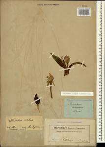 Colchicum eichleri (Regel) K.Perss., Caucasus, Georgia (K4) (Georgia)