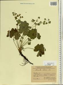 Alchemilla hebescens Juz., Eastern Europe, Central forest-and-steppe region (E6) (Russia)