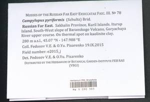 Campylopus pyriformis (Schultz) Brid., Bryophytes, Bryophytes - Russian Far East (excl. Chukotka & Kamchatka) (B20) (Russia)