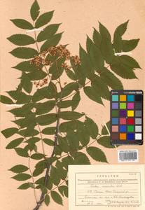 Sorbus commixta Hedl., Siberia, Russian Far East (S6) (Russia)