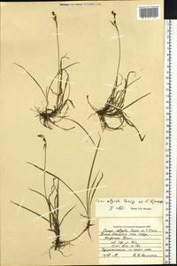 Carex algida Turcz. ex V.I.Krecz., Siberia, Western Siberia (S1) (Russia)