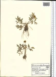 Ranunculus sewerzowii Regel, Middle Asia, Karakum (M6) (Turkmenistan)