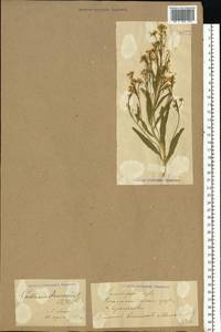 Armoracia rusticana P. Gaertn., B. Mey. & Scherb., Eastern Europe, Middle Volga region (E8) (Russia)