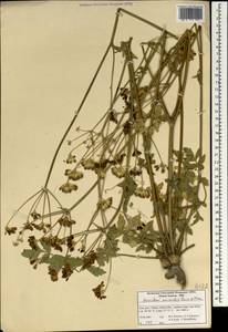 Heracleum anisactis Boiss. & Hohen., South Asia, South Asia (Asia outside ex-Soviet states and Mongolia) (ASIA) (Iran)