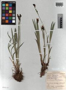 KUZ 003 188, Carex orbicularis Boott, Siberia, Altai & Sayany Mountains (S2) (Russia)