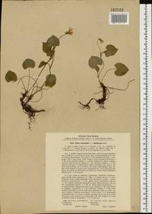 Viola mirabilis × riviniana, Eastern Europe, North-Western region (E2) (Russia)