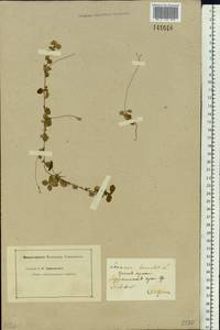 Linnaea borealis L., Siberia, Baikal & Transbaikal region (S4) (Russia)