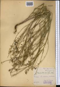 Chondrilla leiosperma Kar. & Kir., Middle Asia, Western Tian Shan & Karatau (M3) (Uzbekistan)