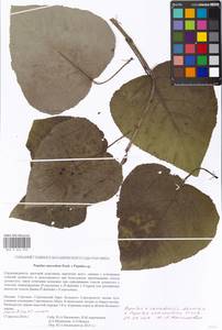 Populus suaveolens, Eastern Europe, Moscow region (E4a) (Russia)