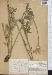 Seseli mucronatum (Schrenk) Pimenov & Sdobnina, Middle Asia, Northern & Central Tian Shan (M4) (Kyrgyzstan)