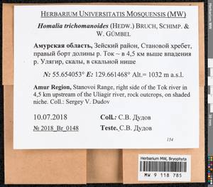 Homalia trichomanoides (Hedw.) Brid., Bryophytes, Bryophytes - Russian Far East (excl. Chukotka & Kamchatka) (B20) (Russia)