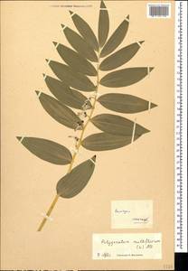 Polygonatum multiflorum (L.) All., Crimea (KRYM) (Russia)