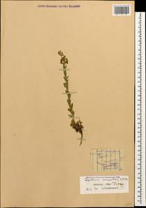 Lepidium campestre (L.) W.T. Aiton, Caucasus, Dagestan (K2) (Russia)