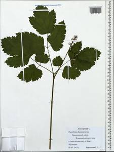 Actaea spicata L., Eastern Europe, Eastern region (E10) (Russia)
