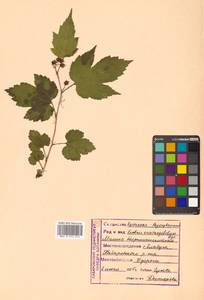 Rubus crataegifolius Bunge, Siberia, Russian Far East (S6) (Russia)