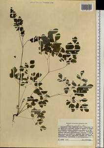 Adlumia asiatica Ohwi, Siberia, Russian Far East (S6) (Russia)