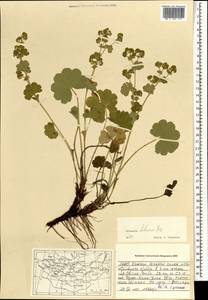 Alchemilla hebescens Juz., Mongolia (MONG) (Mongolia)