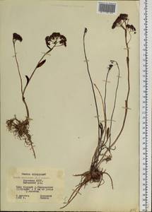 Hylotelephium telephium subsp. telephium, Siberia, Yakutia (S5) (Russia)