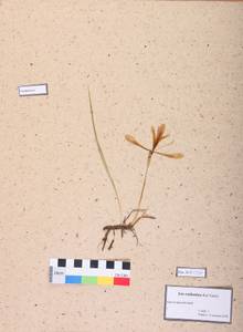 Iris ruthenica Ker Gawl., Siberia (no precise locality) (S0) (Russia)