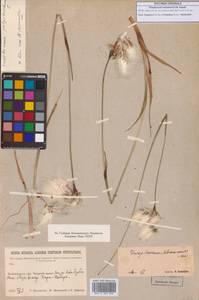 Eriophorum angustifolium subsp. komarovii (V.N.Vassil.) Vorosch., Siberia, Baikal & Transbaikal region (S4) (Russia)