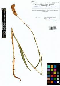 Bistorta alopecuroides (Turcz. ex Meisn.) Kom., Siberia, Baikal & Transbaikal region (S4) (Russia)