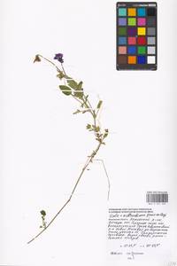 Viola ×wittrockiana Gams, Eastern Europe, Moscow region (E4a) (Russia)