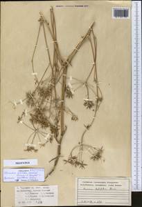 Elwendia latiloba (Korovin) Pimenov & Kljuykov, Middle Asia, Pamir & Pamiro-Alai (M2) (Tajikistan)