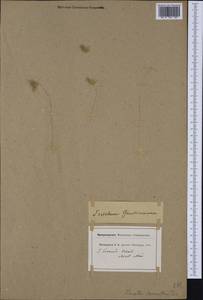 Trisetaria loeflingiana (L.) Paunero, Western Europe (EUR) (Switzerland)