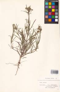 Plantago arenaria Waldst. & Kit., Eastern Europe, Central region (E4) (Russia)