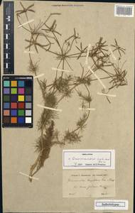 Grammosciadium scabridum Boiss., South Asia, South Asia (Asia outside ex-Soviet states and Mongolia) (ASIA) (Iraq)