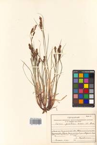 Carex gmelinii Hook. & Arn., Siberia, Russian Far East (S6) (Russia)