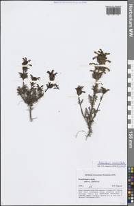 Pedicularis verticillata L., Siberia, Altai & Sayany Mountains (S2) (Russia)