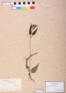 Urtica dioica L., Siberia, Central Siberia (S3) (Russia)