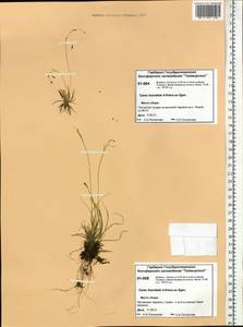 Carex capillaris subsp. fuscidula (V.I.Krecz. ex T.V.Egorova) Á.Löve & D.Löve, Siberia, Central Siberia (S3) (Russia)