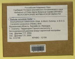 Ceratodon purpureus (Hedw.) Brid., Bryophytes, Bryophytes - Karelia, Leningrad & Murmansk Oblasts (B4) (Russia)