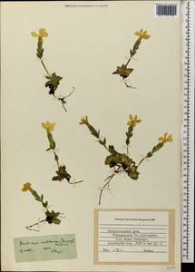 Gentiana verna subsp. oschtenica (Kuzn.) J. J. Halda, Caucasus, Stavropol Krai, Karachay-Cherkessia & Kabardino-Balkaria (K1b) (Russia)
