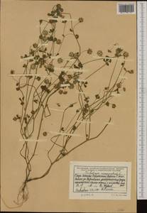 Trifolium resupinatum L., Western Europe (EUR) (Albania)