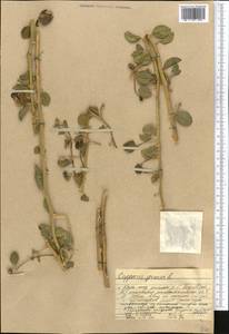 Capparis spinosa, Middle Asia, Western Tian Shan & Karatau (M3) (Kazakhstan)