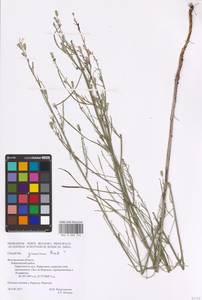 Chondrilla juncea L., Eastern Europe, Central forest-and-steppe region (E6) (Russia)