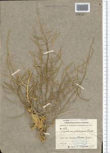 Cymatocarpus pilosissimus (Trautv.) O.E. Schulz, Middle Asia, Karakum (M6) (Turkmenistan)