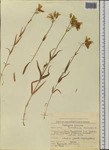 Dichodon maximum (L.) Á. Löve & D. Löve, Siberia, Chukotka & Kamchatka (S7) (Russia)