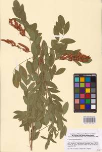 Glycyrrhiza glabra L., Eastern Europe, Lower Volga region (E9) (Russia)